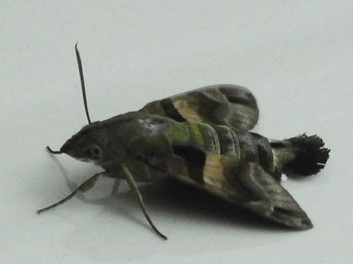 Macroglossum sitiene
